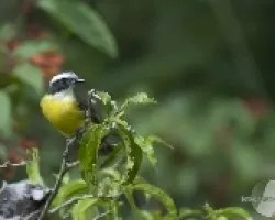 Myiozetetes similis