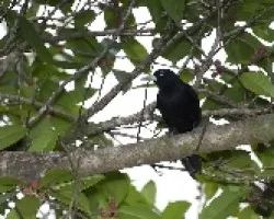 Amblycercus holosericeus
