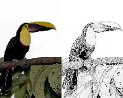 De foto a dibujo