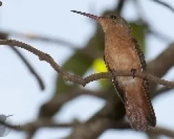Amazilia rutila