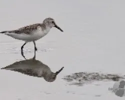 Calidris mauri