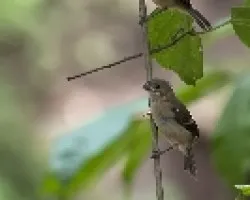 Sporophila torqueola