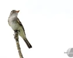 Empidonax traillii 