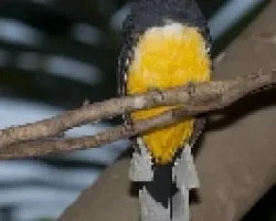 Trogon melanocephalus