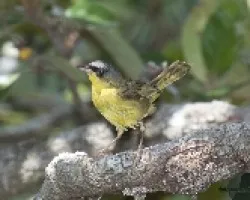 Geothlypis poliocephala
