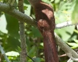 Piaya cayana