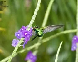 Chlorostilbon canivetii