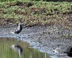 Pluvialis squatarola