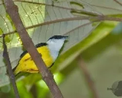 Manacus candei
