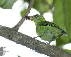 Chlorophanes spiza
