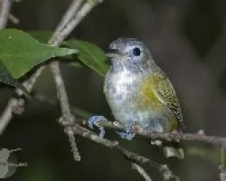 Hylophilus decurtatus