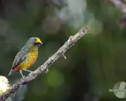 Euphonia gouldi