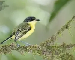 Todirostrum cinereum