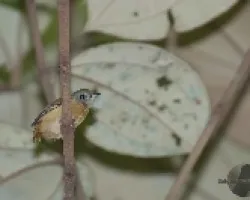 Myiobius erythrurus