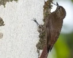 Glyphorhynchus spirurus