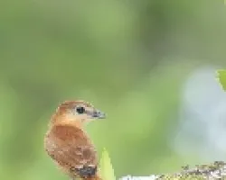 Pachyramphus cinnamomeus
