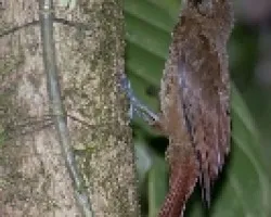 Dendrocincla fuliginosa