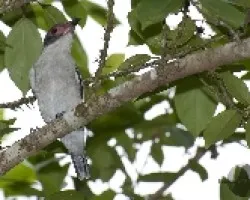 Tityra semifasciata
