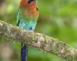 Electron platyrhynchum