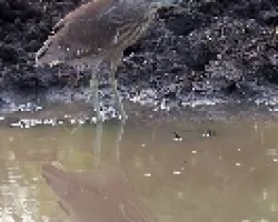 Nycticorax nycticorax