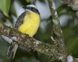 Myiozetetes similis