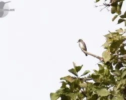 Contopus cooperi
