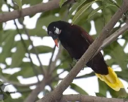 Psarocolius montezuma