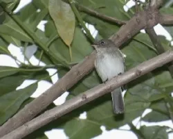Empidonax minimus