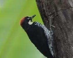 Melanerpes formicivorus