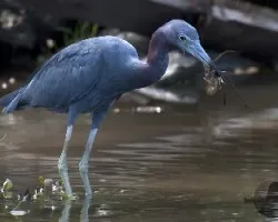 Egretta caerulea