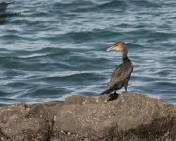 Phalacrocorax brasilianus
