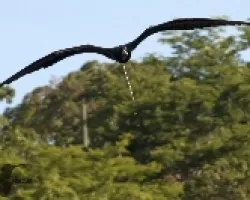 Fregata magnificens
