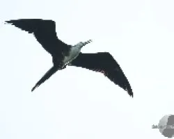 Fregata magnificens
