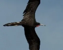 Fregata magnificens
