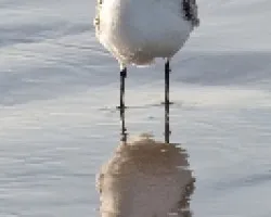 Calidris mauri