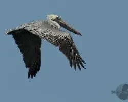 Pelecanus occidentalis