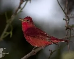 Piranga rubra