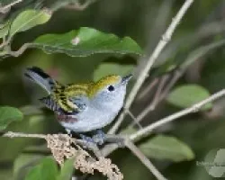 Dendroica pensylvanica