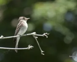 Contopus cinereus