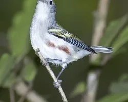 Dendroica pensylvanica