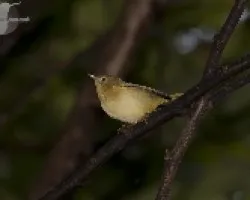 Vermivora peregrina