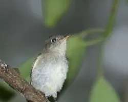 Empidonax minimus
