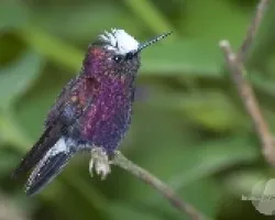Microchera albocoronata