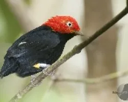Pipra mentalis