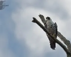 Falco peregrinus
