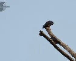 Falco rufigularis