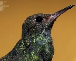 Amazilia tzacatl