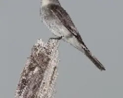 Contopus cinereus