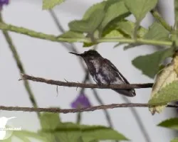 Microchera albocoronata