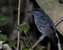 Myrmotherula axillaris